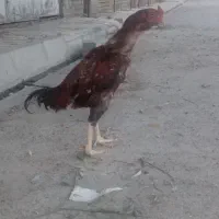 خروس لاری ۸ماهه