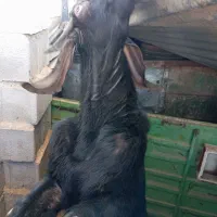 چپیش بز نر|حیوانات مزرعه|ابرکوه, |دیوار