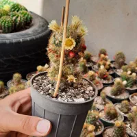 کاکتوس مامیلاریا|گل و گیاه طبیعی|فولادشهر, C4|دیوار