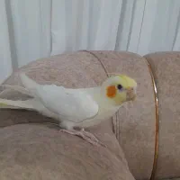 عروس هلندی|پرنده|رحیمآباد, |دیوار