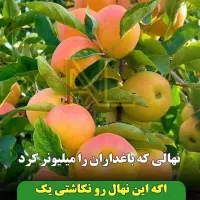 نهال سیب گلدن رندرز اصیل/انتخابی ممتاز در میانه