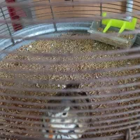 سهره خاکی سهره قناری|پرنده|رباط‌کریم, رباط‌کریم|دیوار