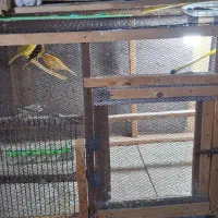 قفس هر نوع پرنده