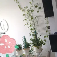 توستر سیجوال و گل|اجاق گاز و لوازم برقی پختوپز|طرقبه, |دیوار