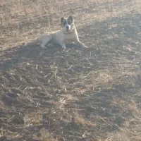 سگ گله گمشده|حیوانات|ابهر, |دیوار