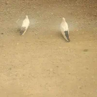 یک جفت دم دار قطه بزرگ ویک عدد سفید نرکاکولی