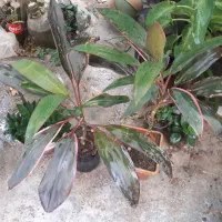 گل اپارتمانی|گل و گیاه طبیعی|کرمانشاه, |دیوار