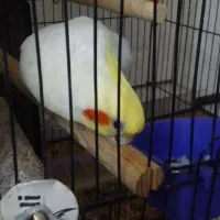 عروس هلندی نر