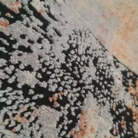 کناره فرش طرح ونتیج|فرش|بروجرد, |دیوار