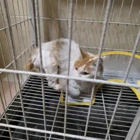 واگذاری رایگان|گربه|کرج, جهان‌شهر|دیوار