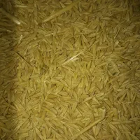گندم و جو|عمدهفروشی|خاش, |دیوار