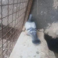 سبز.کفتر کبوتر.پلاکی