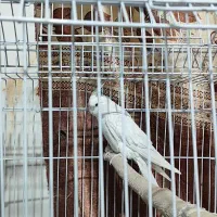 عروس هلندی|پرنده|خاش, |دیوار