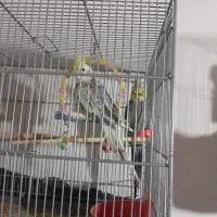 عروس هلندی