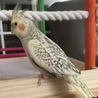 پرنده عروس هلندی