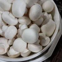 فروش تجهیزات پرورش قارچ در حد نو|ماشین‌آلات صنعتی|کرمان, |دیوار