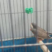 فنچ