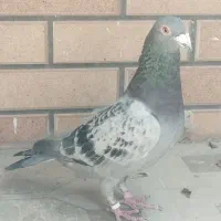 جانسون ماشی
