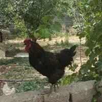 خروس چهل تاج بزرگ و قوی