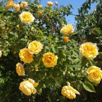 کار در گلخانه