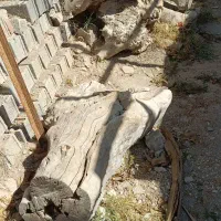 تنه خشک درخت جهت ذغال|خدمات باغبانی و درختکاری|پردیس, کمرد|دیوار