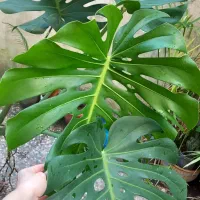 حراج مانسترا کینگ دلیسوزا قد ۱۵۰ سانتی زیبا پربرگ