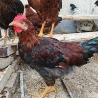 دو عددخروس رودآیلند رد ۸ ماهه سرحال و سالم و زیبا