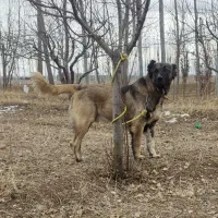 تایماز ۲۵ ماهه از نسل پله میانه