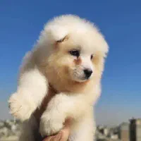 توله سامویید|سگ|محلات, |دیوار