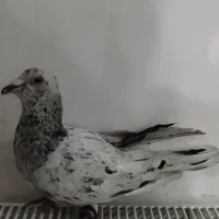 کفتر