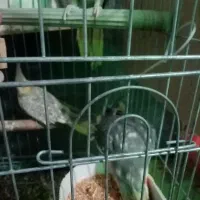 عروسی هلندی|پرنده|محمدشهر, محمدشهر|دیوار