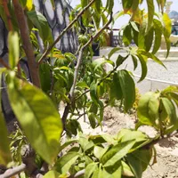 فروش باغچه ۱۷۵ متری سنددار تهاتر دارم|فروش زمین و ملک کلنگی|شهریار, |دیوار