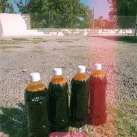 شیره انگور ۳۵۰ تومان .کشمش عسگری و پلویی ۲۲۰|خوردنی و آشامیدنی|سبزوار, فقیه سبزواری|دیوار