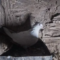 دو عدد دم سیاه ماده و یک عدد گو نر