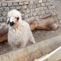 بره ماده لنگ ستایی
