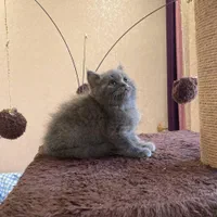 گربه های بریتیش و اسکاتیش اصیل در اهواز|گربه|اهواز, کمپلو شمالی|دیوار