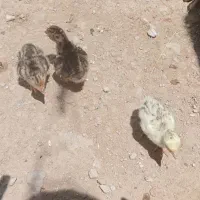 فروش چهر عددجوجه بو قلمون