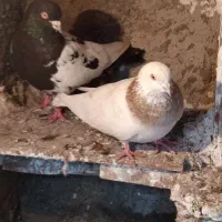 یک‌عدد‌سینه‌سیاه‌ویکی‌گردن‌قرمز