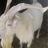 نر بز سانن دوبر سانن اصل
