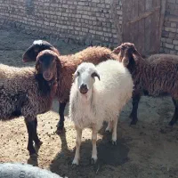 4عددبره ماده هتروبزرگ