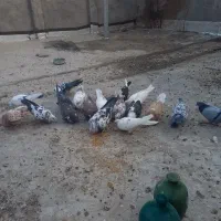 فروش ۱۵ عدد کبوتر پرشی نروماده جوان یکجا