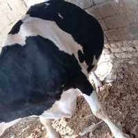 گاو ابست