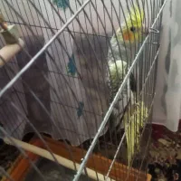 عروس هلندی