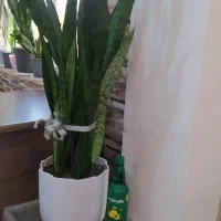 سانسوریا گلدان بزرگ|گل و گیاه طبیعی|کوچصفهان, |دیوار