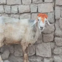 قوچ
