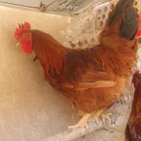 خروس حنایی