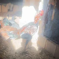 مرغ و خروس لاری و تخم لاری