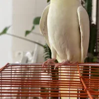 عروس هلندی دستی سخنگو
