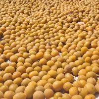 الو جوشی الو سیاه خورشتی