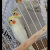 عروس هلندی فنج مرغ عشق